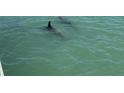 Dolphins swim in the waters near the property at 533 Lillian Dr, Madeira Beach, FL 33708
