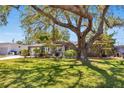 Expansive lawn featuring a mature tree that graces the front yard of this home with a large, shaded canopy at 5254 23Rd N Ave, St Petersburg, FL 33710