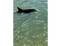 Scenic waterfront view featuring dolphins in the water at 7700 Sun Island S Dr # 506, South Pasadena, FL 33707
