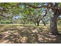 Picturesque front yard with mature trees offering ample shade and a peaceful setting at 34125 Chancey Rd, Wesley Chapel, FL 33543