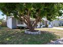Front yard view featuring a large, mature shade tree adding to the charm of the home at 9118 108Th Ave, Seminole, FL 33777
