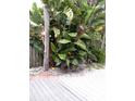 Image showcasing tropical foliage and greenery, with a wooden fence and partially visible deck at 14555 N Bayshore Dr, Madeira Beach, FL 33708