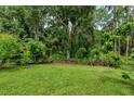 Large backyard featuring a green lawn and bordered by trees and a black metal fence at 13038 Royal George Ave, Odessa, FL 33556