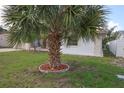 Front yard featuring a mature palm tree with fresh mulch in circular bed on a well-kept lawn at 7904 Judith Cres, Port Richey, FL 34668