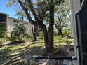 Backyard featuring lawn, trees, plantings and the exterior of a condominium building at 861 Maple Ct # 104, Dunedin, FL 34698