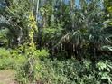 The home is surrounded by dense trees and vegetation, offering privacy and a lush natural setting at 5804 Red Cedar Ln # 5804, Tampa, FL 33625