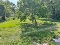 Lush green backyard featuring grass, trees, and foliage at 7806 N Orleans Ave, Tampa, FL 33604