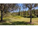 Expansive backyard with lush greenery, mature trees, and a serene natural setting at 19251 Stone Hedge Dr, Tampa, FL 33647