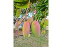 A bountiful mango tree bearing ripe, colorful fruit in the yard of the home at 18093 Ohara Dr, Port Charlotte, FL 33948