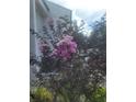 Close-up of flowering tree and condo exterior on a sunny day at 5125 Puritan Cir # 1103, Tampa, FL 33617