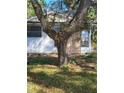 White house with boarded-up front door and large tree at 9305 Kiowa Dr, New Port Richey, FL 34654