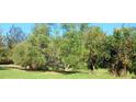 Spacious backyard with lush vegetation and trees at 6434 Garvey Dr, New Port Richey, FL 34652