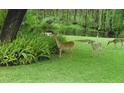 Peaceful backyard with deer and pond at 4902 Leyte Ct, New Port Richey, FL 34655