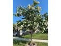 White crape myrtle tree in full bloom in front yard at 14004 Lugano Ct, Hudson, FL 34669