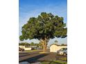 Street view featuring a large shade tree in the yard at 36312 Toranado Way, Zephyrhills, FL 33541