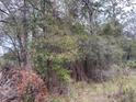 Image of a densely wooded lot, awaiting the construction of your dream home at 00 Purdue St, New Port Richey, FL 34654