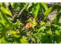Close-up of a lush fruit tree with ripening peaches, a delightful addition to the property at 1253 Culbreath Rd, Brooksville, FL 34602
