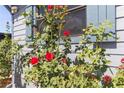 Exterior home detail, featuring thriving rose bushes and vibrant red blooms near the window at 5824 Portsmouth Dr, Tampa, FL 33615
