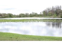 Scenic view of the pond with lily pads with a lush, green shoreline and trees in the background at 4036 Cortez Dr # A, Tampa, FL 33614