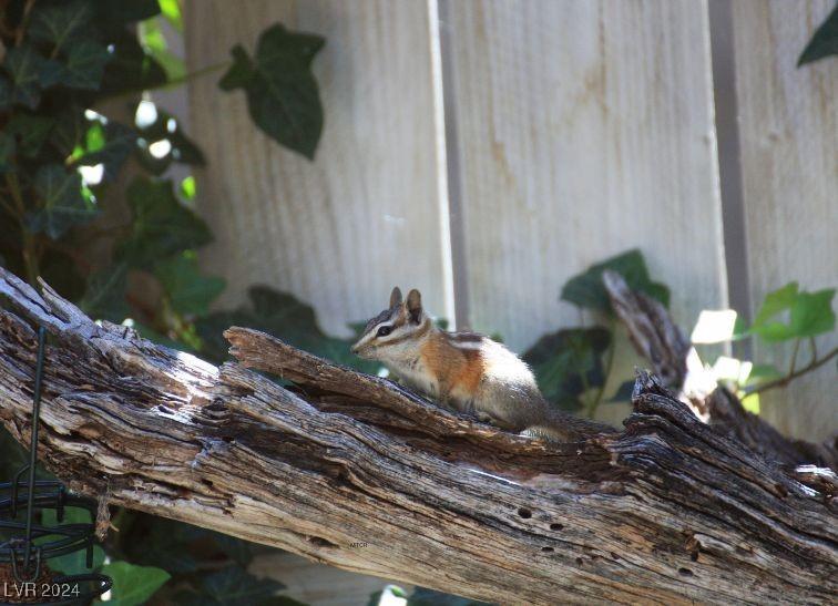 Photo #63