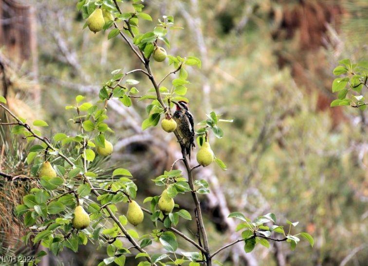 Photo #64