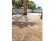 Backyard with block wall and mature palm trees at 45 Logan Ct, Las Vegas, NV 89110