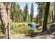 Tranquil pond surrounded by tall trees in a peaceful forest setting at 0 Apn 128-07-201-016 N Fork Deer Creek, Mount Charleston, NV 89124