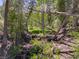 Image of a dense forest with fallen logs and lush vegetation at 0 Apn 128-07-201-016 N Fork Deer Creek, Mount Charleston, NV 89124