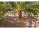 Backyard with gravel landscaping, featuring a large palm tree at 5613 Lost Tree Cir, Las Vegas, NV 89130