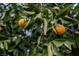 Ripe oranges on a tree in the backyard at 3949 Weybridge Dr, Las Vegas, NV 89121