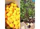 Abundant harvest of ripe apricots from backyard tree at 3013 Sungold Dr, Las Vegas, NV 89134