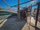 Metal enclosure for animals in the backyard at 2205 Alia Ct, Las Vegas, NV 89102