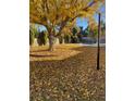 Landscaped backyard with a large tree and pool; autumn leaves at 3690 S Rosecrest Cir, Las Vegas, NV 89121